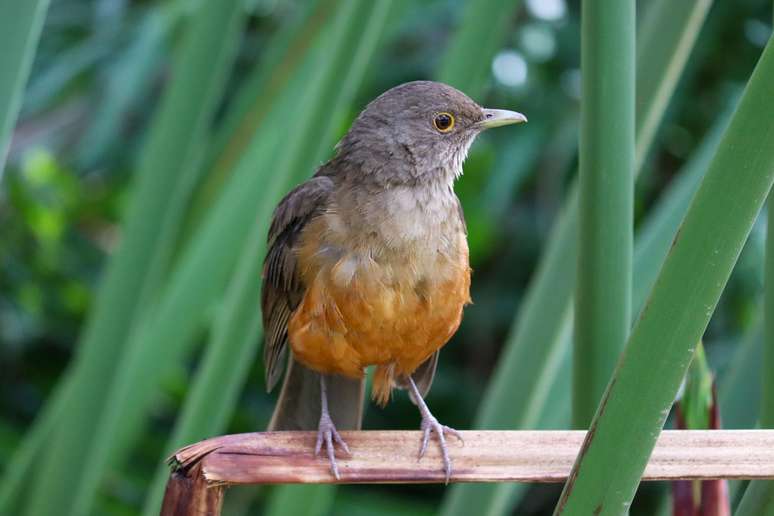Sabiá-laranjeira é considerada ave-símbolo do Brasil.