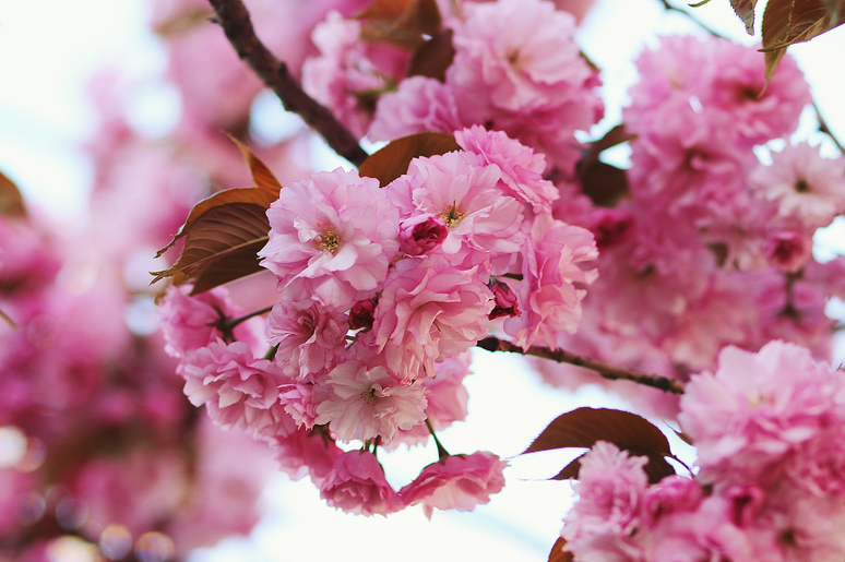 alergias na primavera