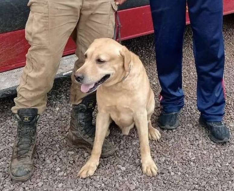 Cão de buscas Thayron morre no RS