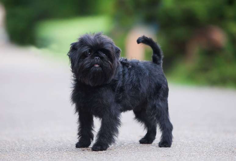 O cão possui personalidade cativante