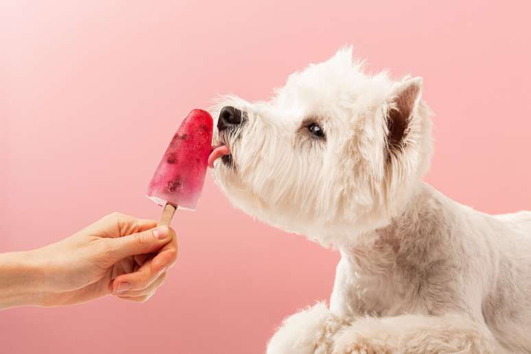 Os picolés ajudam a manter o cachorro hidratado e fresco no calor