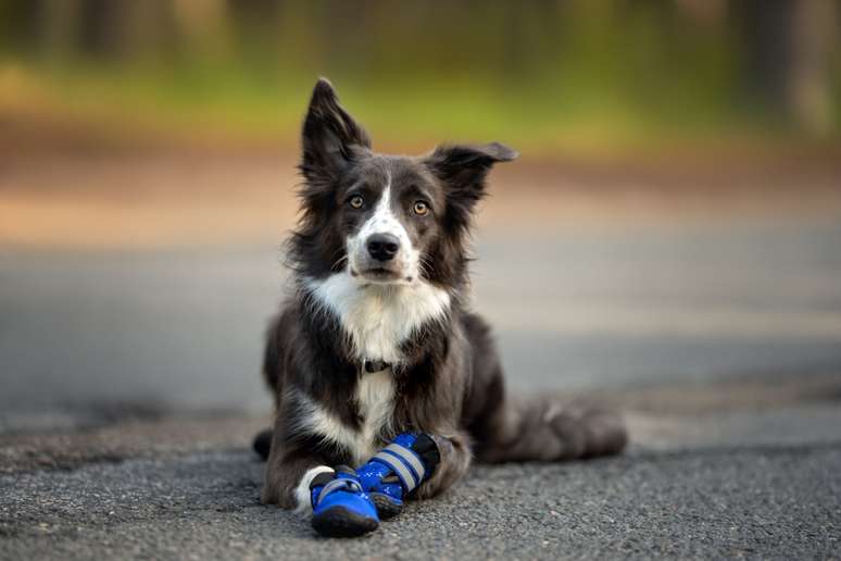 Os sapatos ajudam a proteger as patas dos cães do calor 