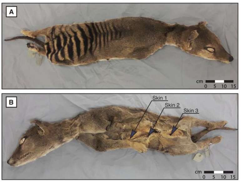 Cientistas conseguem extrarir amostra de RNA de tigre-da-tasmânia, animal já extinto (Imagem: Mármol-Sánchez et al, 2023/Genome Research)