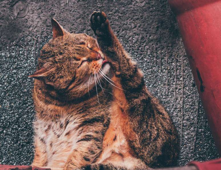 Pelos de gato poderão ajudar a polícia e encontrar criminosos