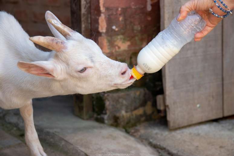 Púbico pode interagir e alimentar cabras durante turismo rural na região