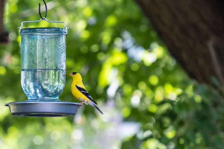 Nos dias mais quentes, é importante trocar a água dos pássaros pelo menos uma vez ao dia