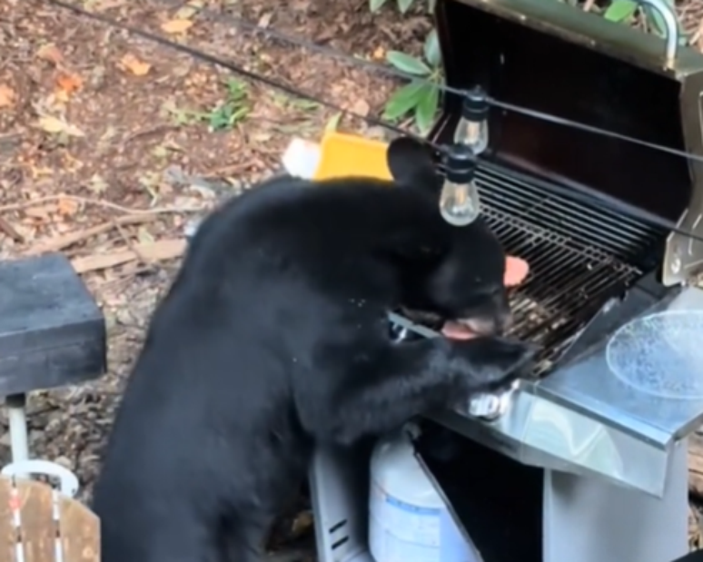 Urso invade piquenique e come 'churrasco' em parque dos EUA; vídeo