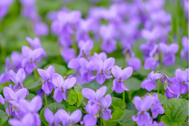 Violeta encanta por sua variedade de cores 