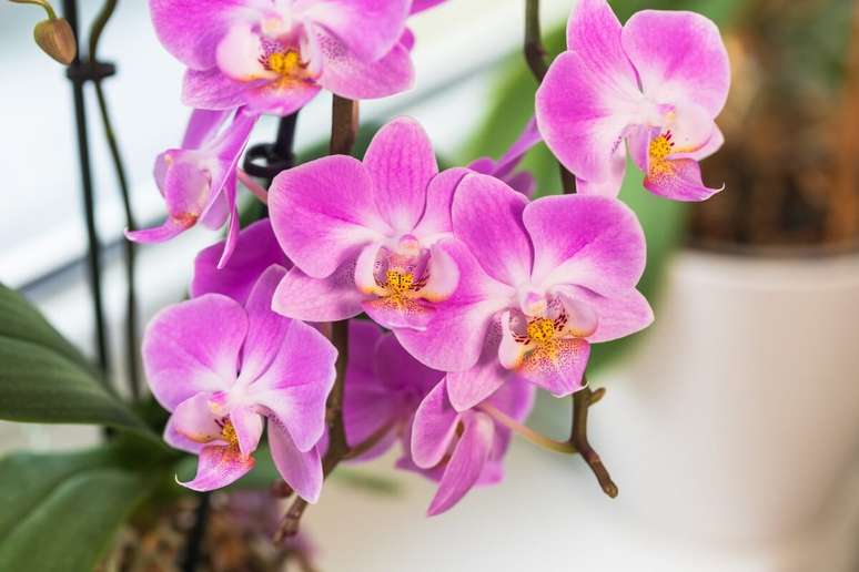 Orquídea é uma flor elegante e aliada da decoração 