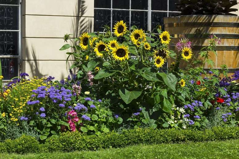 Flores típicas da primavera trazem vida para os ambientes