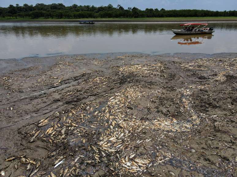 Peixes mortos são vistos no lago Piranha, afetado pela seca do Rio Solimões em Manacapuru (AM) (Foto de 29/09/2023)