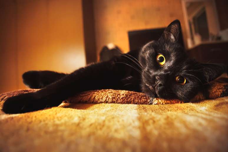 Prato de desenho de gato preto elegante com desenho de animal
