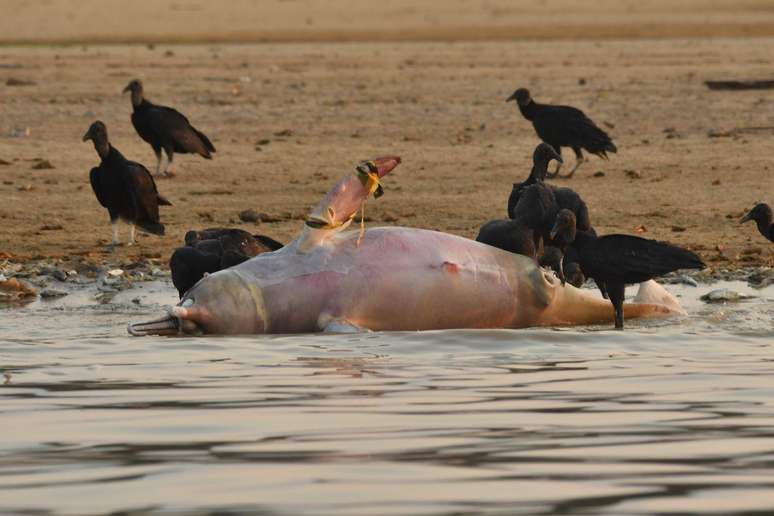 Pesquisadores afirmam ter localizado pelo menos 110 botos de diferentes espécies em lago no município de Tefé, no Amazonas.