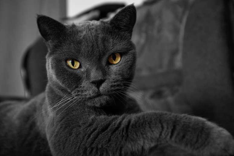 10 ideias de nomes para gatos preto e branco