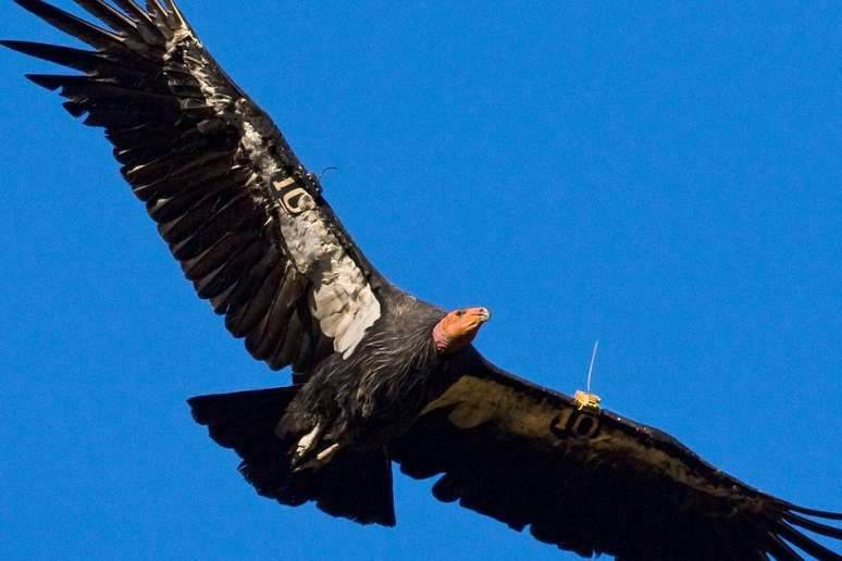 Condor já foi considerado extinto