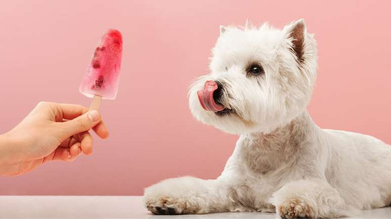 Veja como deixar seu animal mais confortável no calor - Shutterstock