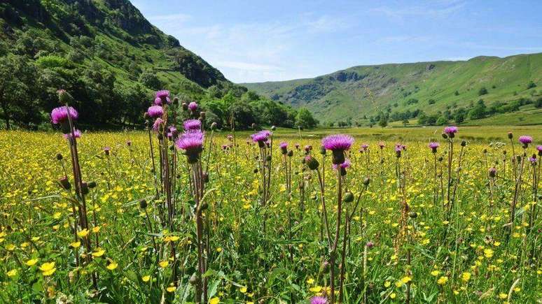 Os prados de Swindale em plena floração