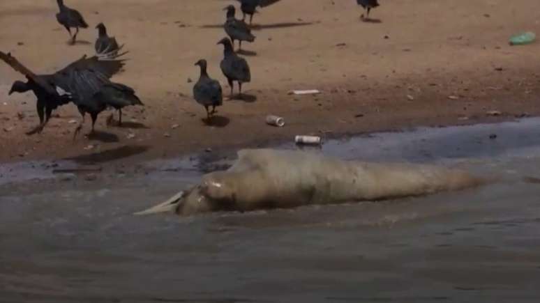 Carcaça de boto às margens do rio sendo devorada por urubus Crédito