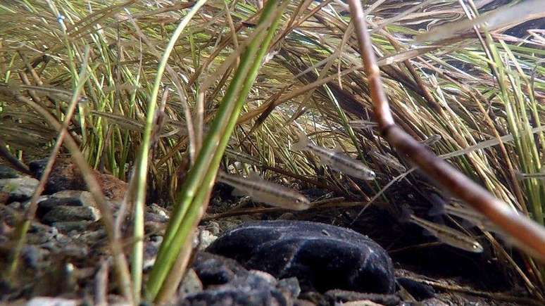 Pequenos peixes, além do salmão e da truta, voltaram a se beneficiar da cobertura vegetal no rio