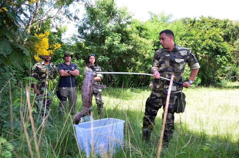 Uma das cobras já resgatadas pela Guarda Ambiental de Nova Iguaçu
