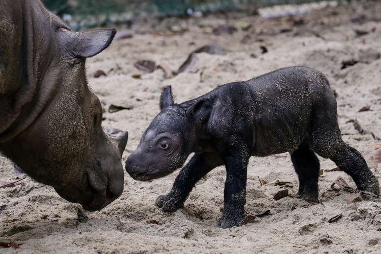 Filhote de rinoceronte-de-Sumatra nasceu no sábado, 30, na Indonésia