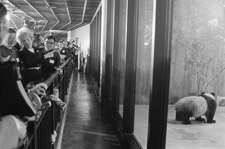 A então primeira-dama americana, Pat Nixon, recebeu os pandas em uma grande festa na capital americana