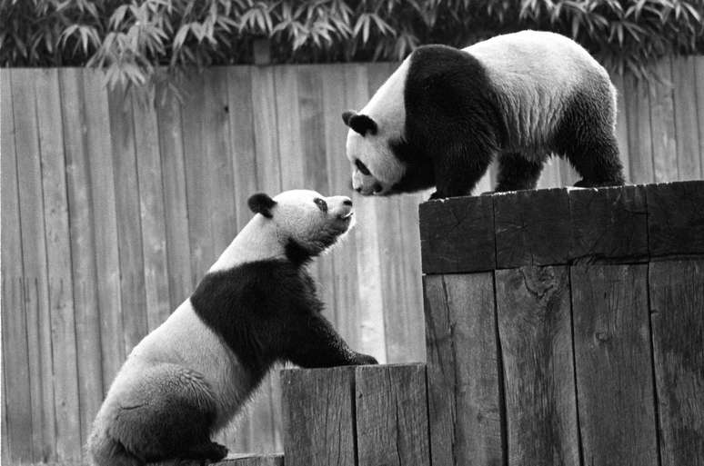 Hsing-Hsing e Ling-Ling foram os primeiros pandas presenteados pela China comunista aos EUA, em 1972, após visita histórica de Richard Nixon a Pequim