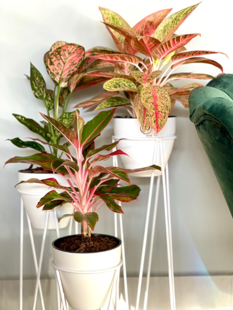 11. Vaso Autoirrigável: aglaonema é uma planta tropical que realça a beleza e a tranquilidade de ambientes internos – Foto: Plantiê Vasos Autoirrigáveis