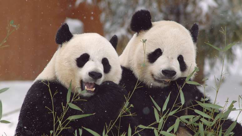 Mei Xiang e Tian Tian chegaram ao zoológico de Washington em 2000, em um empréstimo inicial de 10 anos que foi renovado mais de uma vez