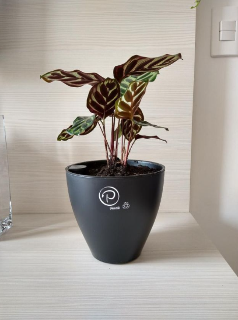 34. Vaso Autoirrigável: planta pavão tem folhagens marcantes – Foto: Plantiê Vasos Autoirrigáveis