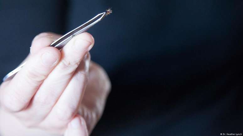 Esse pequenos insetos marrons de formato oval, que t&ecirc;m apenas cerca de 4,5 mil&iacute;metros de comprimento, s&atilde;o dif&iacute;ceis de localizar 