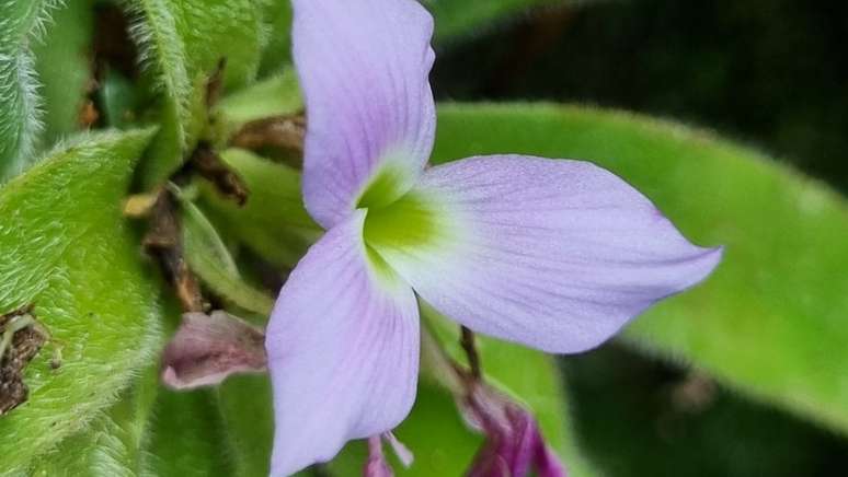 Nova espécie de planta é descoberta em Minas Gerais