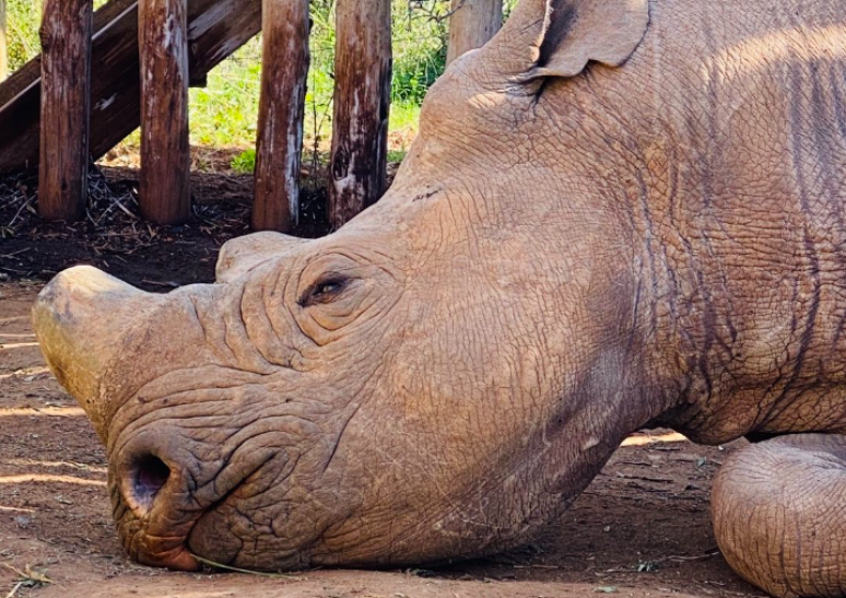 Rinoceronte cego é salvo por atriz de 'American Pie'