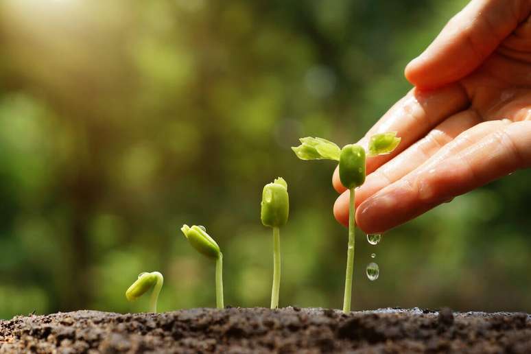 Study for Enem: Learn to classify and identify plants
