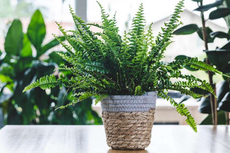 The fern is part of the pteridophyte group of plants The fern is part of the pteridophyte group of plants