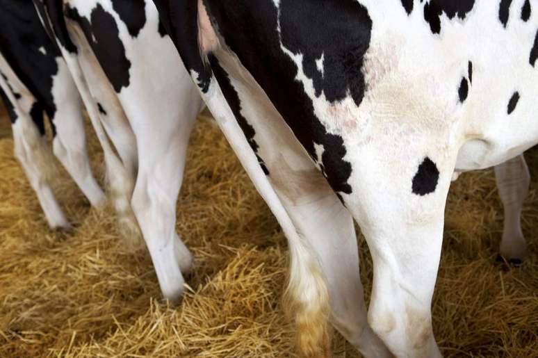 Vacas estão entre as principais produtoras de metano na Suécia (Imagem: Redzen2/envato)