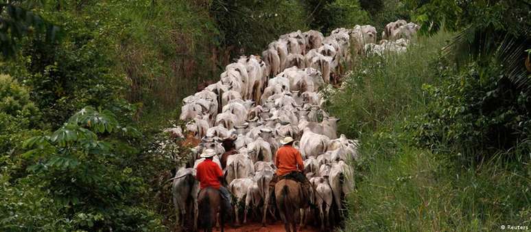 De 1985 a 2022, o espaço tomado por pastos saltou de 137 mil km2 para 577 mil km2 em toda a Amazônia