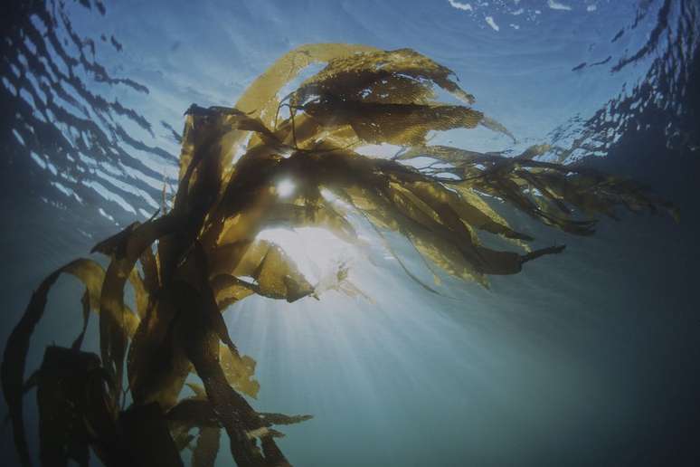 Ração para gado com algas marinhas pode reduzir pegada de metano (Imagem: Jack Drafahl/Pixabay)