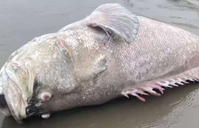 Peixe ameaçado de extinção é encontrado morto no litoral de SP