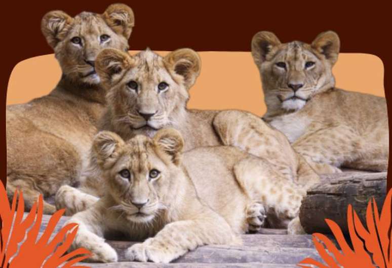 Zool&oacute;gico de SP abre vota&ccedil;&atilde;o para escolha de nomes dos novos filhotes de le&atilde;o.