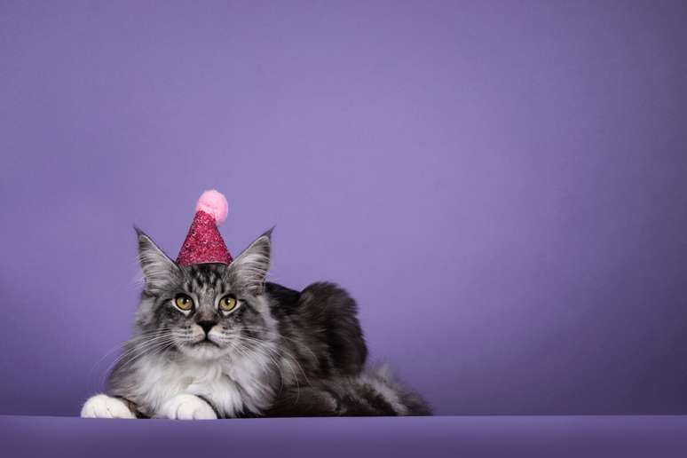A festa de anivers&aacute;rio do seu gato pode ser feita de maneira simples