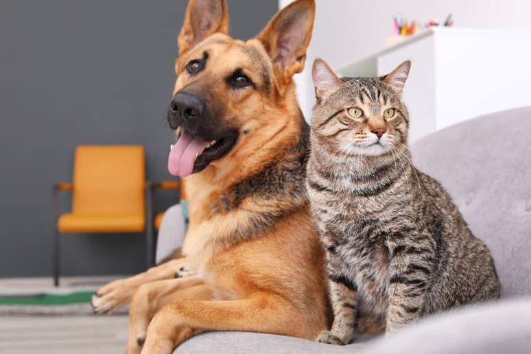 A obesidade é uma doença que pode prejudicar a saúde de cachorros e gatos