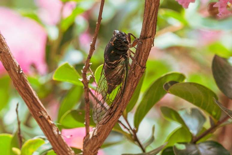 Cigarra macho canta para atrair fêmeas