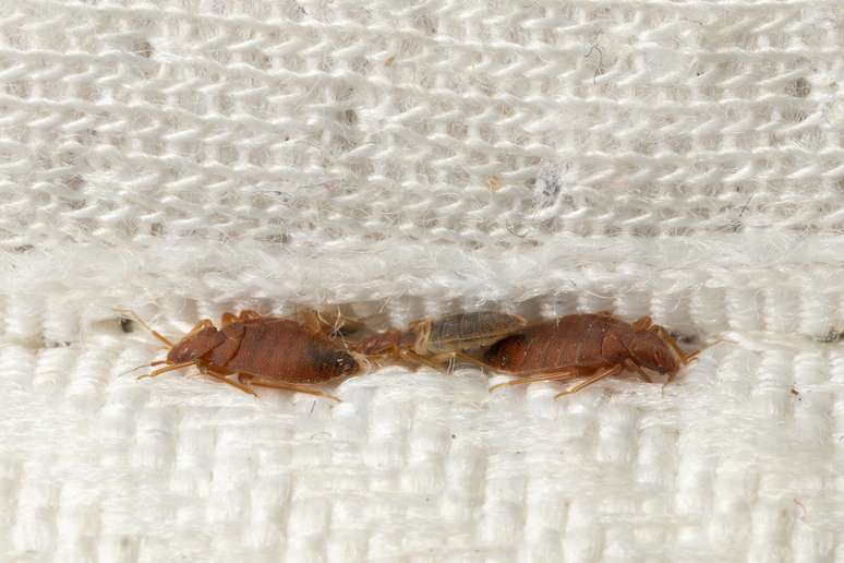 Os percevejos, também chamados de bed bugs, costumam se esconder na costura dos colchões