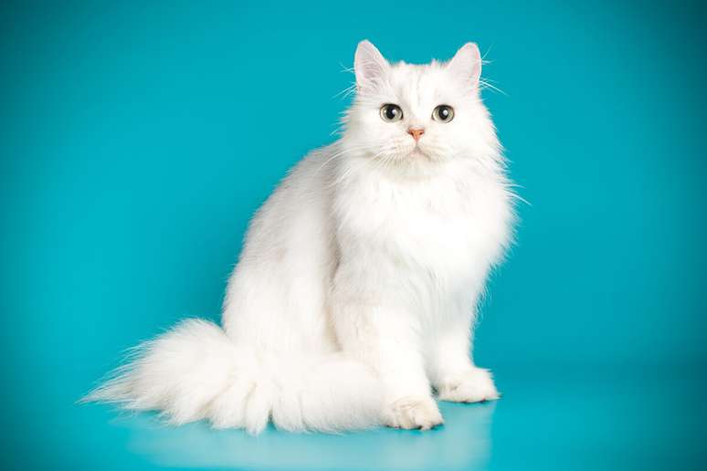 Gatos brancos podem remeter a vários personagens do mundo do cinema 