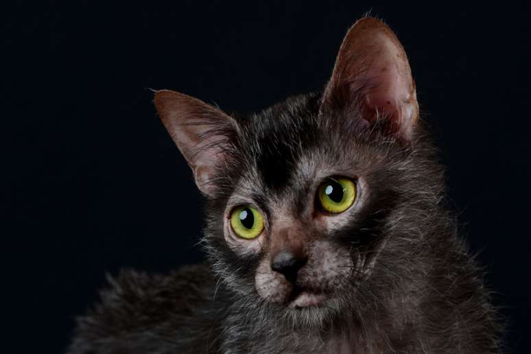 O gato lykoi está entre as raças mais raras do mundo