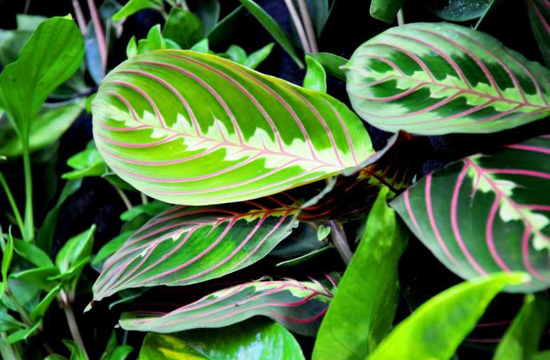How to plant and care for Maranta
