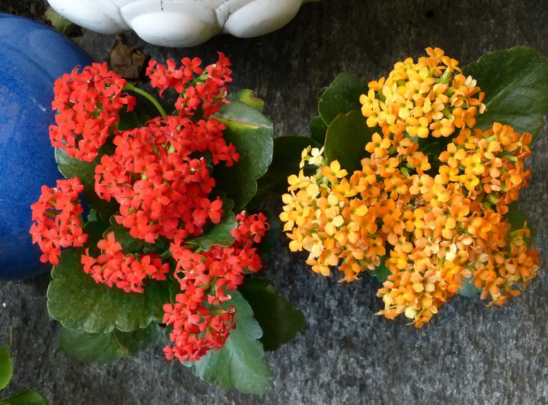 Kalanchoe como cultivar a Flor da Fortuna. Na foto, kalanchoe vermelha e amarela