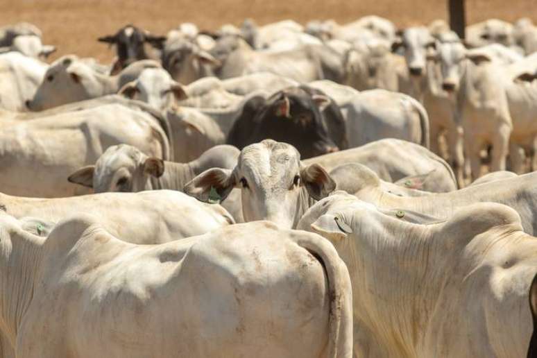 Livestock monitoring can be a link to sustainable solutions;  read the article