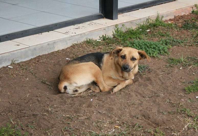 Já no Brasil, segundo dados da Organização Mundial da Saúde, existem cerca de 30 milhões de animais abandonados, dos quais 10 milhões são gatos e 20 milhões, cães.